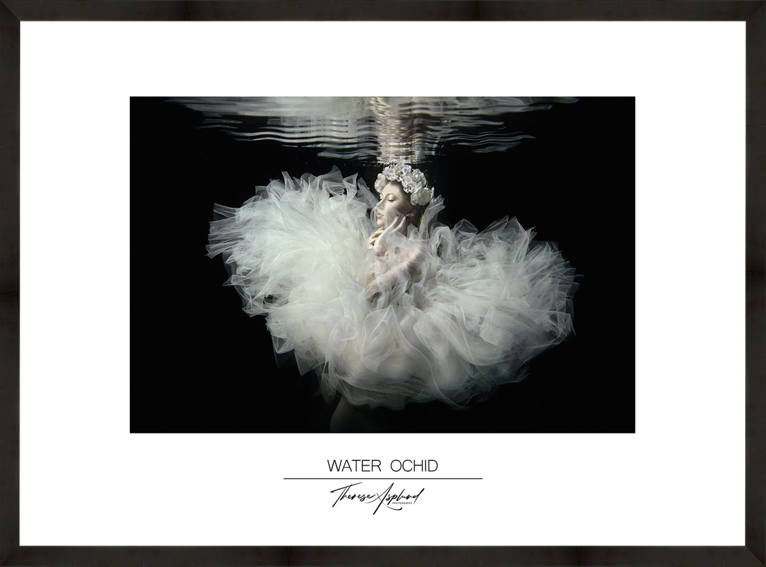 Art Poster 50x70 - WATER OCHID