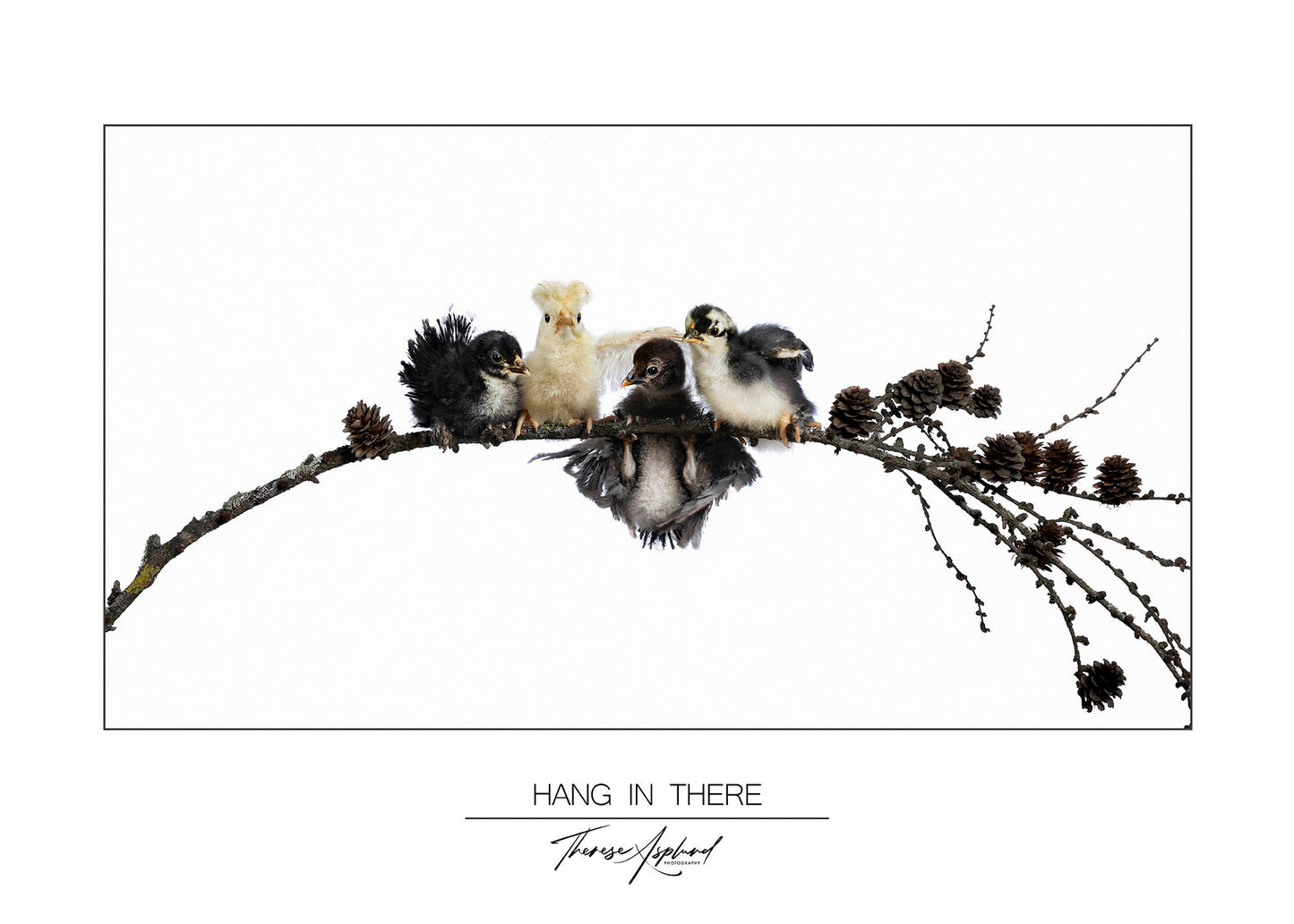 Art Poster 50x70 - HANG IN THERE