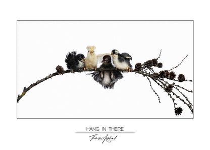 Art Poster 50x70 - HANG IN THERE