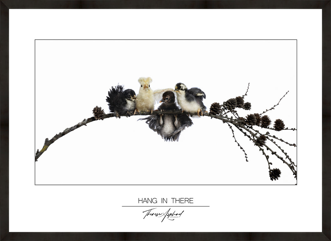 Art Poster 50x70 - HANG IN THERE