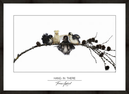 Art Poster 50x70 - HANG IN THERE