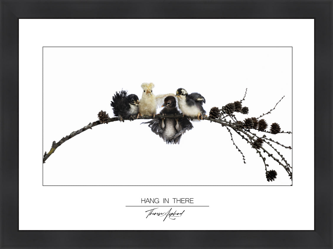 Art Poster 50x70 - HANG IN THERE