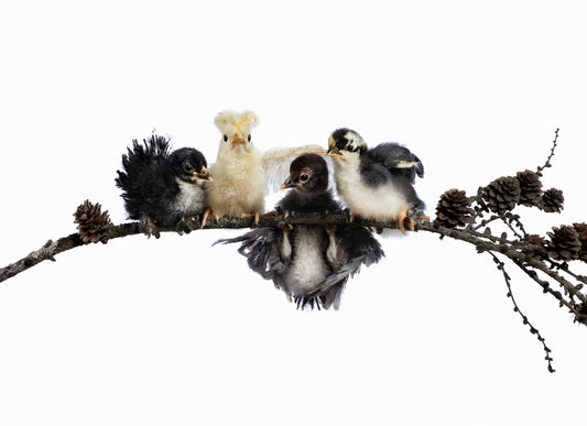 HANG IN THERE | Numbered edition original photo